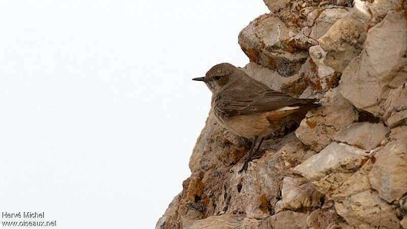 Kurdish Wheatear female adult breeding, identification