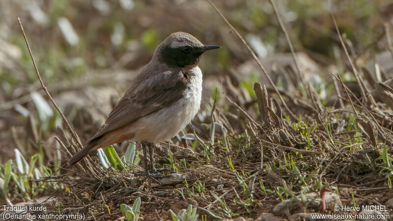 Kurdish Wheatear male adult