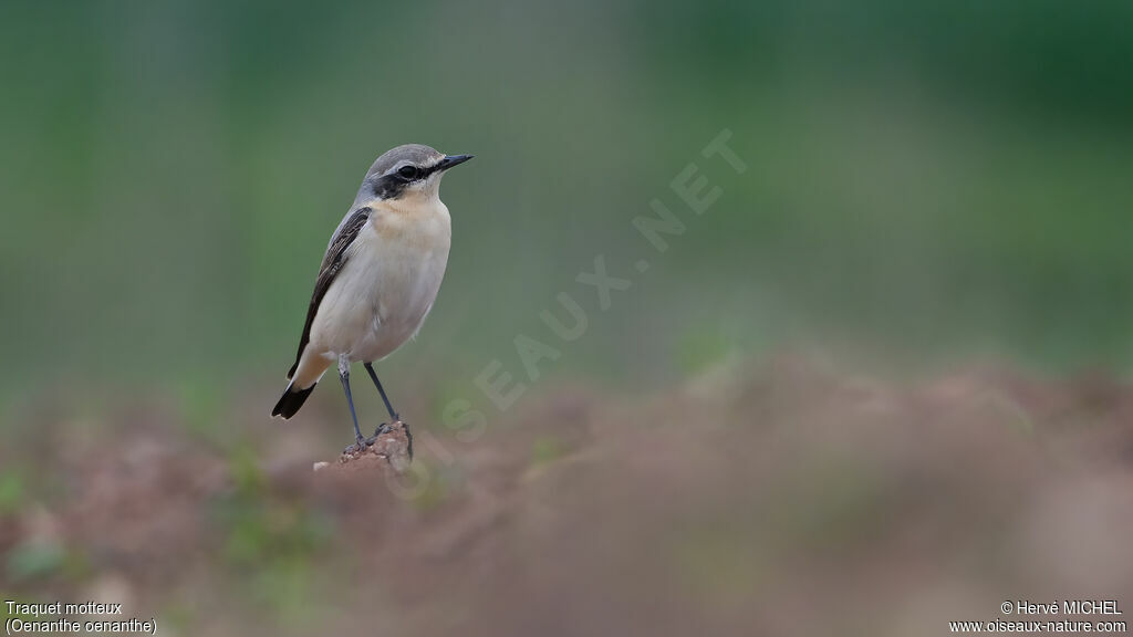 Northern Wheatear male subadult