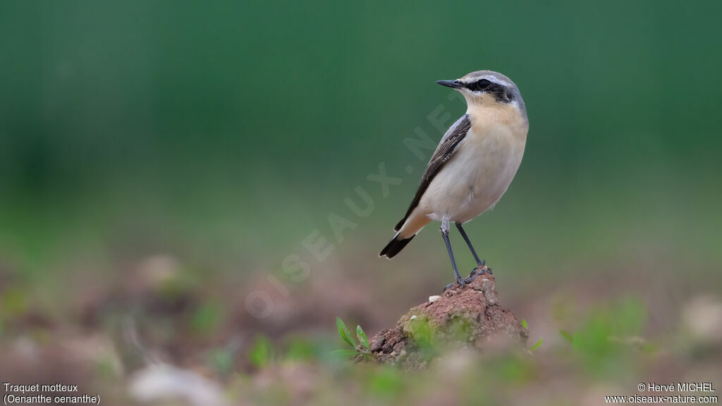 Northern Wheatear male subadult