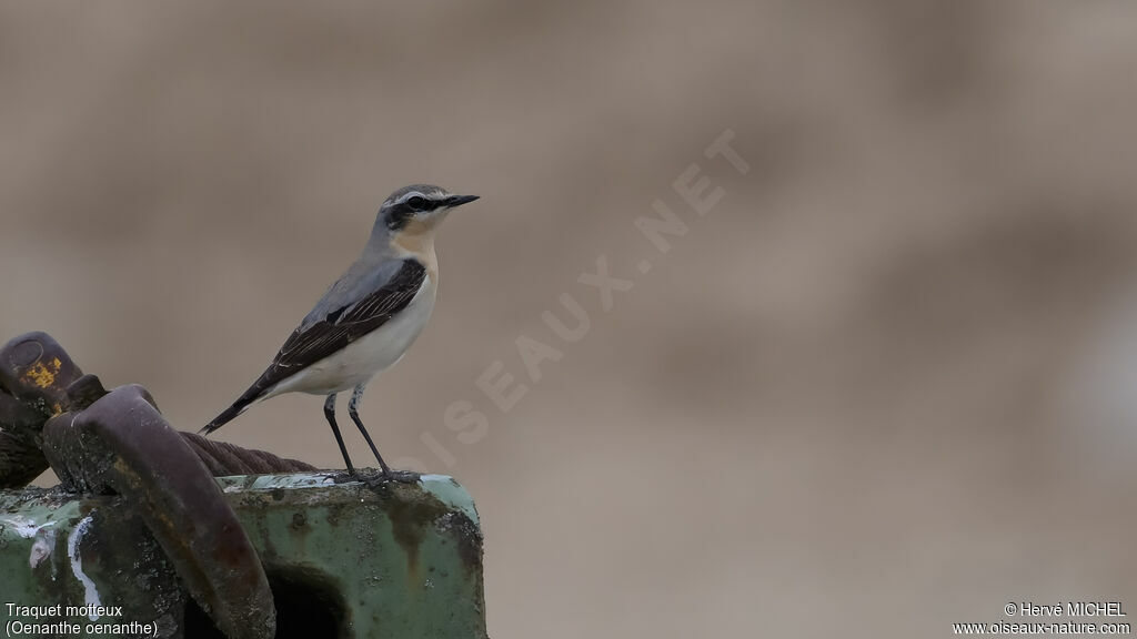 Northern Wheatear male adult breeding