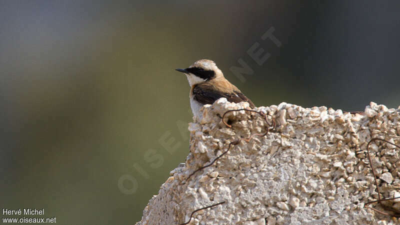 Eastern Black-eared Wheatear male adult breeding, identification