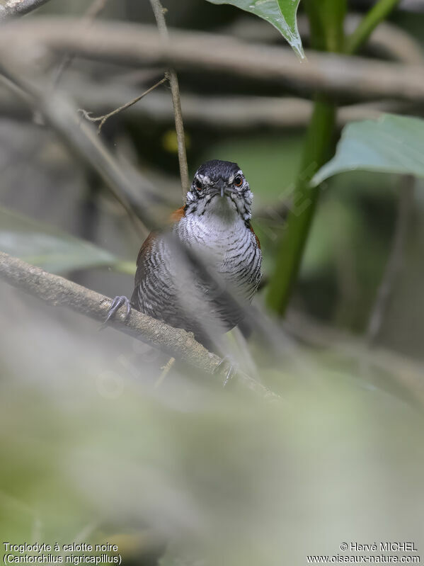 Bay Wren