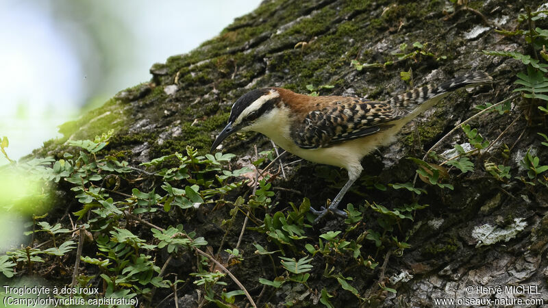 Rufous-backed Wren