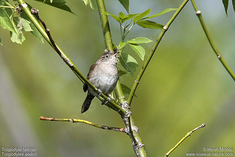 House Wren male adult breeding