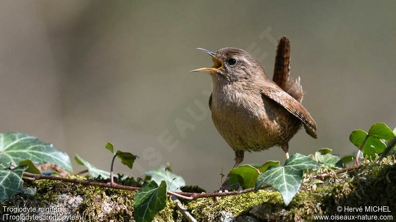 Troglodyte mignon mâle adulte nuptial