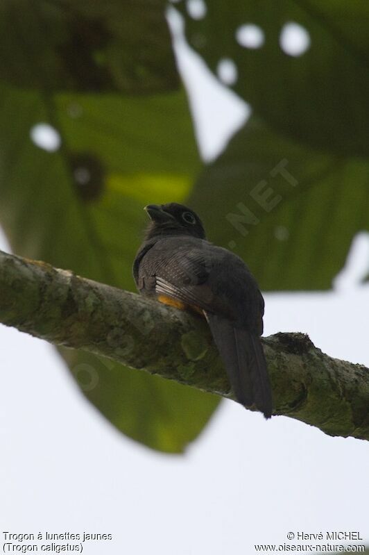 Gartered Trogon