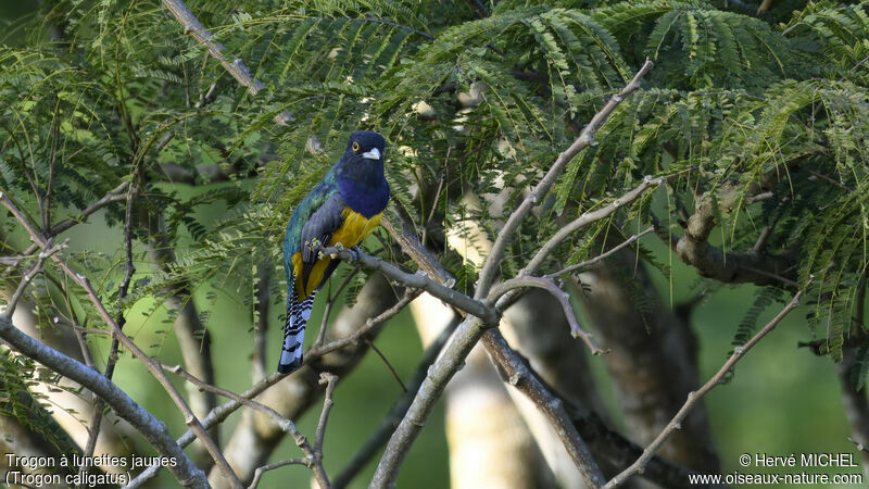 Gartered Trogon