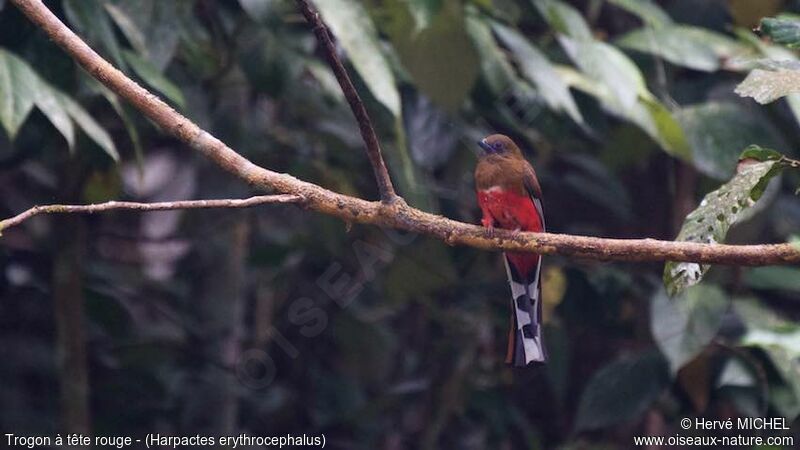 Trogon à tête rouge femelle adulte