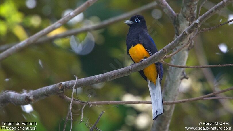 Trogon de Sclater