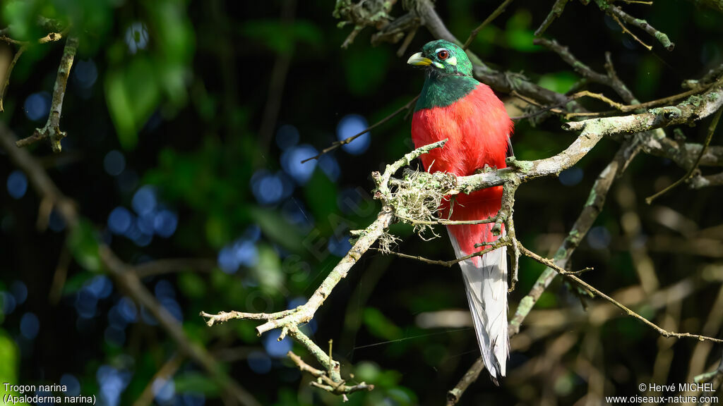 Trogon narina mâle adulte nuptial