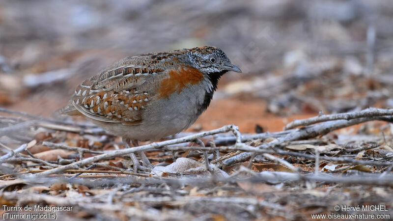 Madagascar Buttonquail male adult