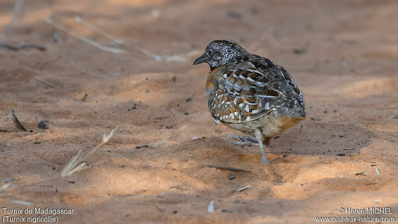 Madagascar Buttonquail