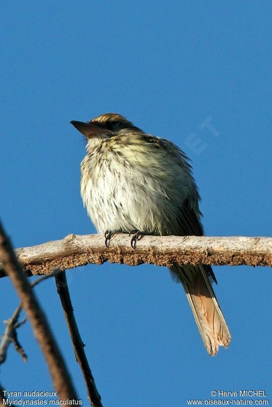 Streaked Flycatcher, identification