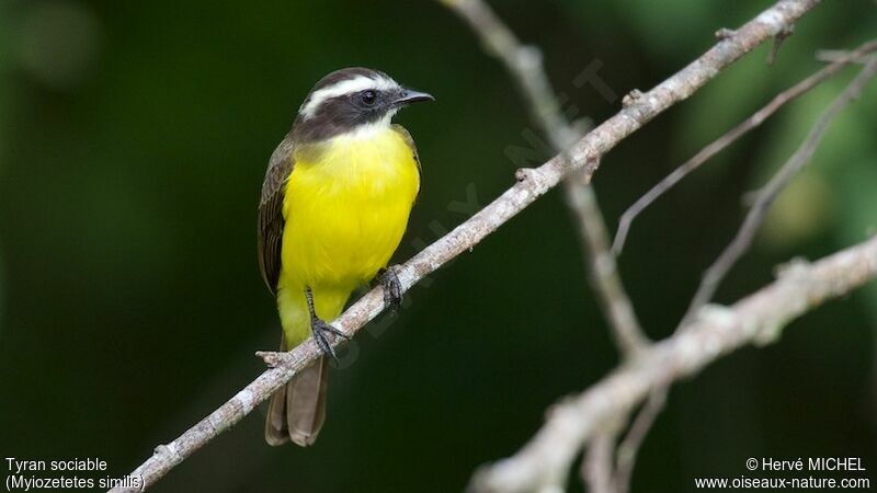 Social Flycatcher