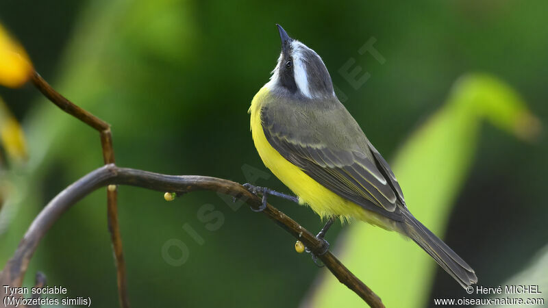 Social Flycatcher