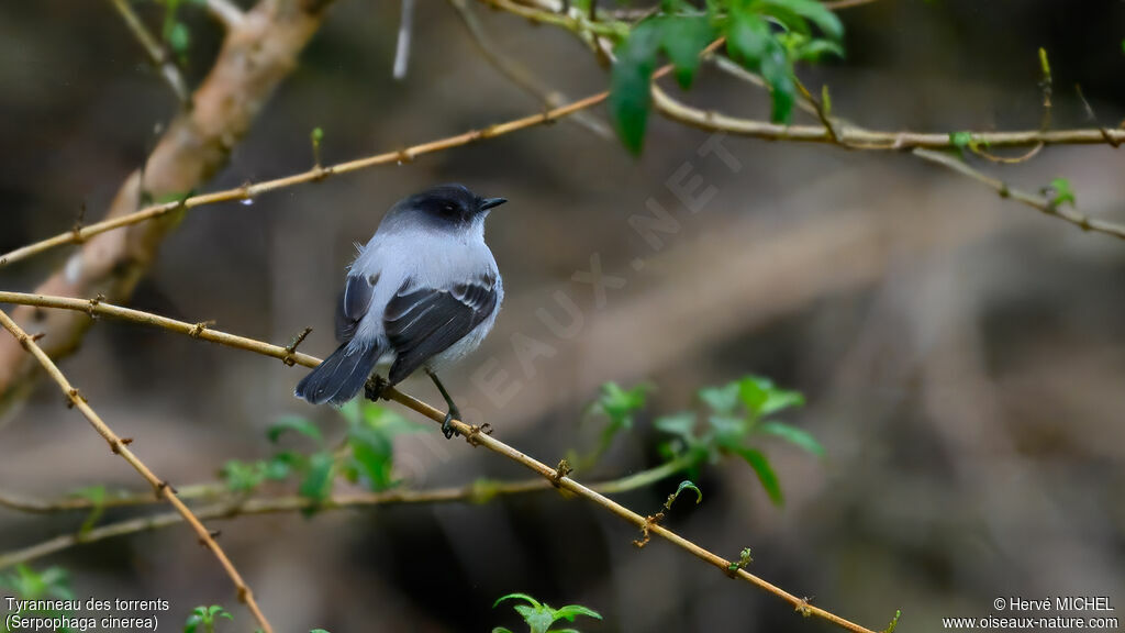 Torrent Tyrannulet