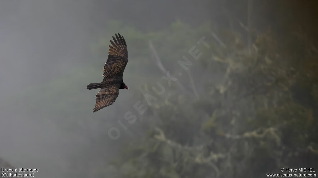 Turkey Vulture