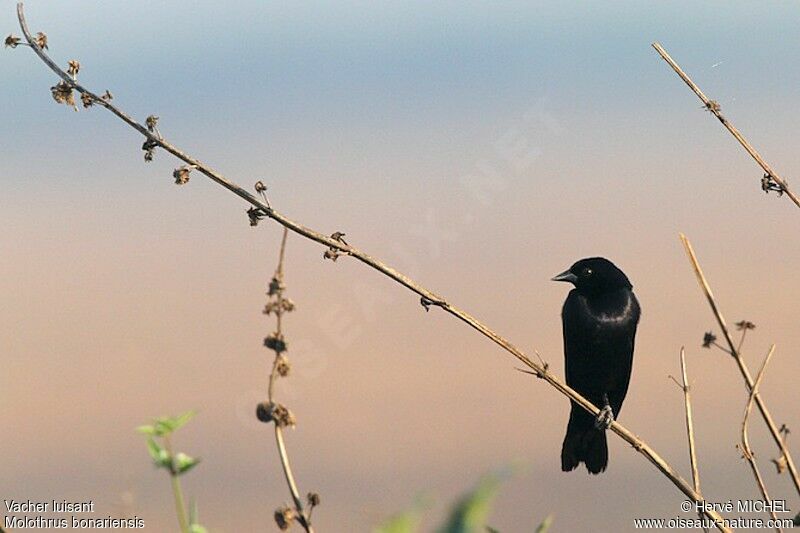 Vacher luisantadulte, identification