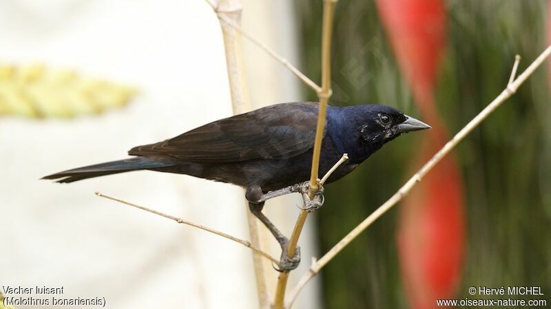 Shiny Cowbird male adult