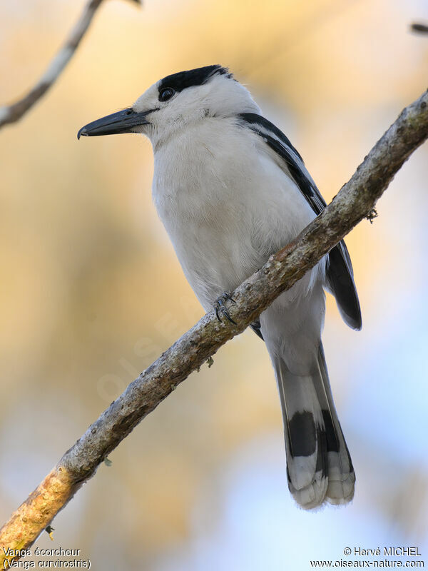 Hook-billed Vanga