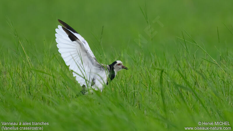 Long-toed Lapwing