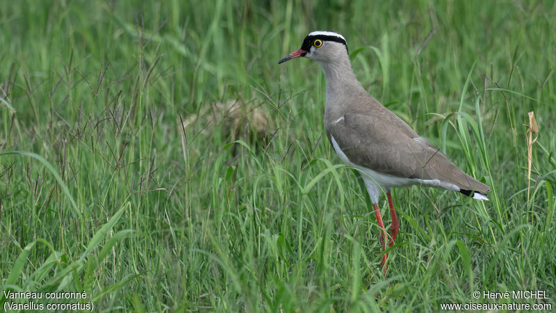 Crowned Lapwing