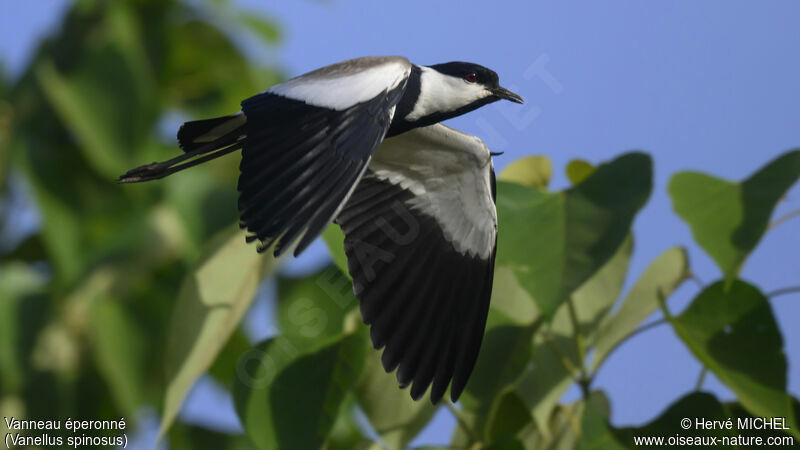 Spur-winged Lapwingadult