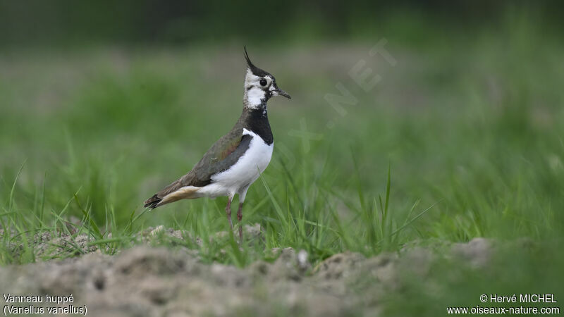 Northern Lapwing