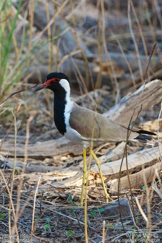 Red-wattled Lapwing