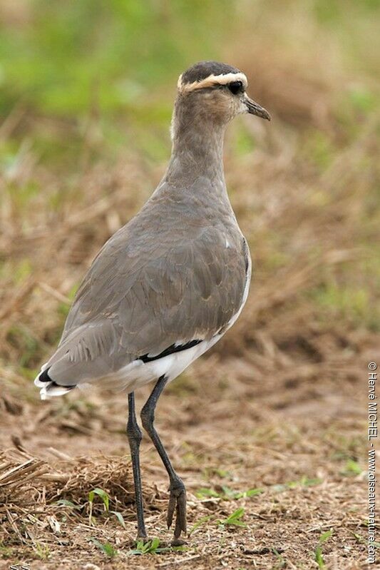 Sociable Lapwingadult post breeding, identification