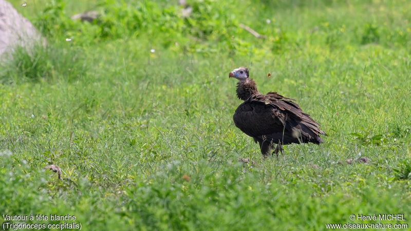 Vautour à tête blancheimmature