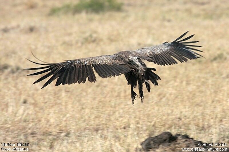 Vautour africain