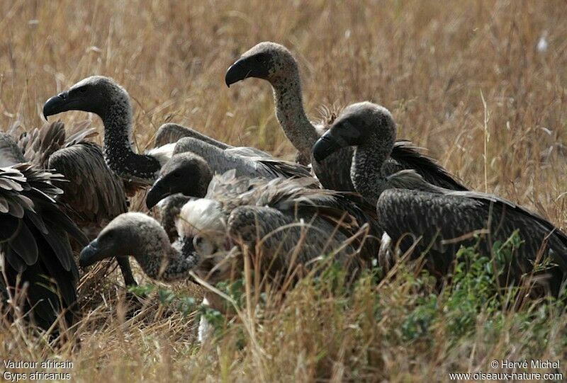 White-backed Vulture