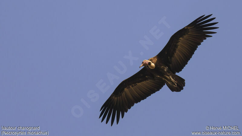 Hooded Vulture