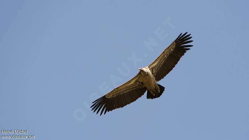 Rüppell's Vultureimmature, Flight