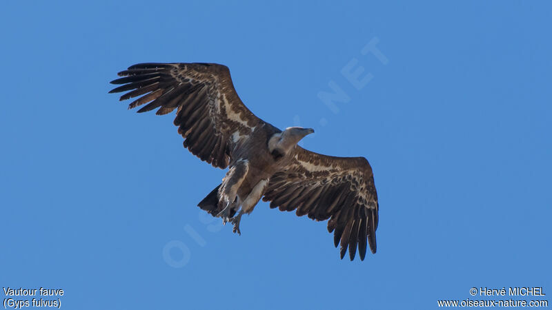 Griffon Vulture