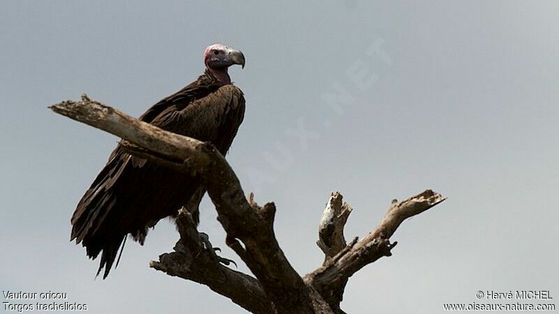 Lappet-faced Vulture