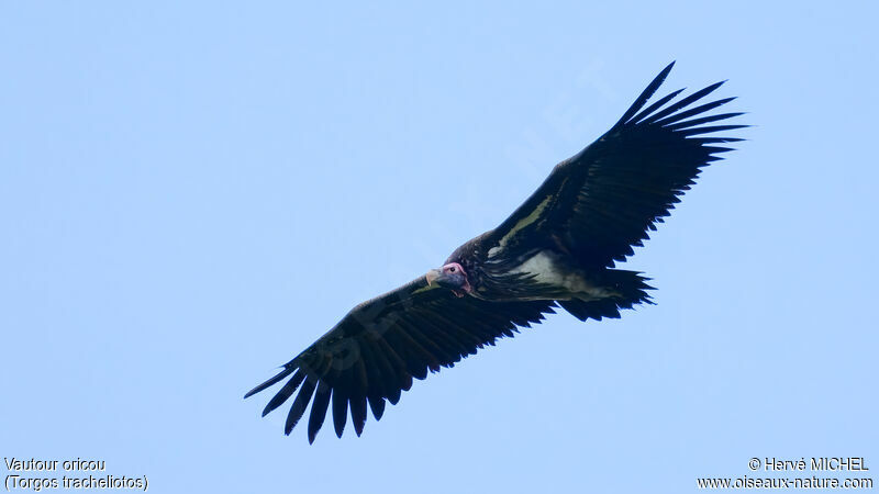 Lappet-faced Vulture