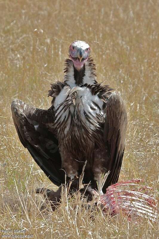 Vautour oricouadulte, régime, mange