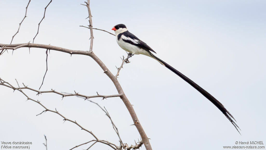 Veuve dominicaine mâle adulte nuptial