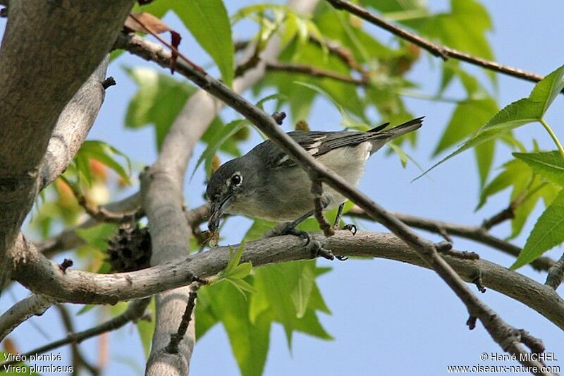 Plumbeous Vireo, identification