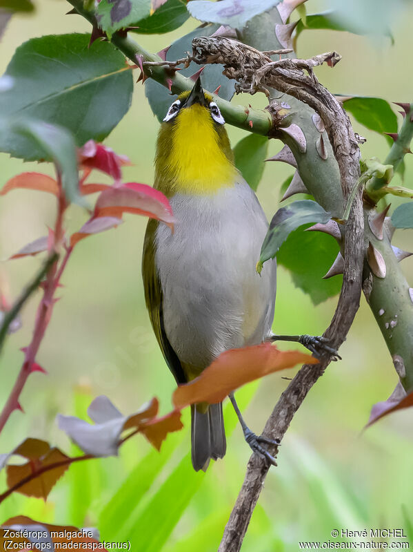 Zostérops malgache