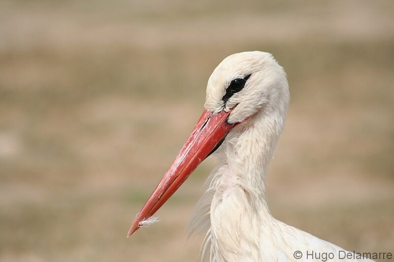 Cigogne blanche