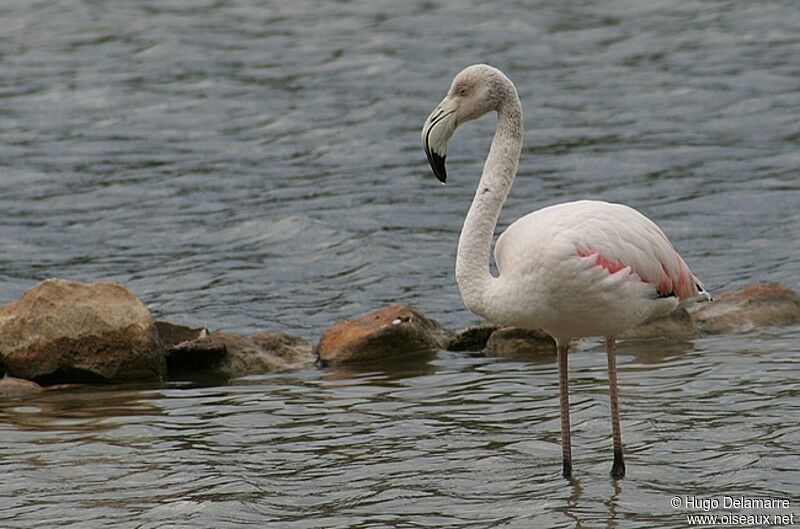 Flamant rose