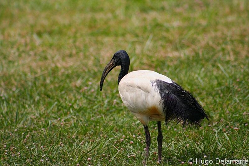 Ibis sacré