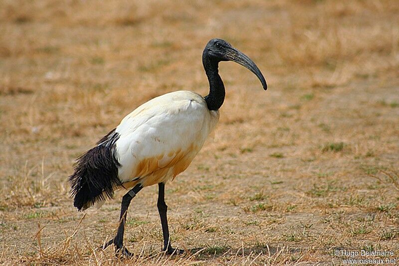 Ibis sacré