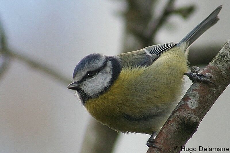 Mésange bleue