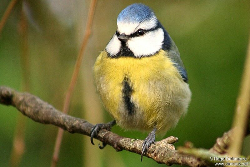 Mésange bleue