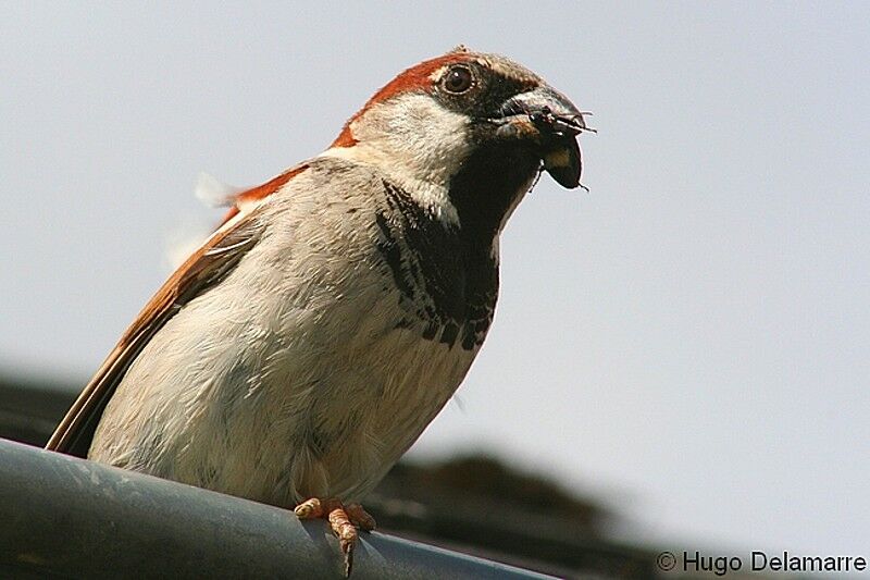 Moineau domestique